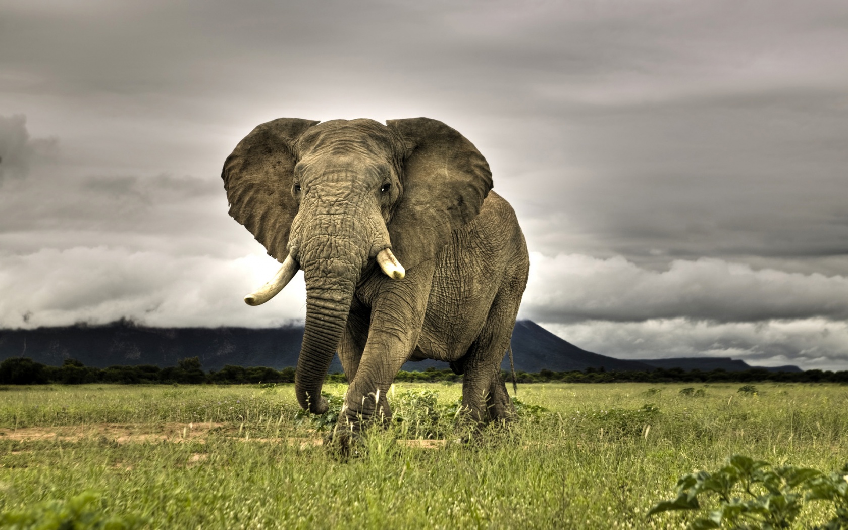 Слон на прогулке обои