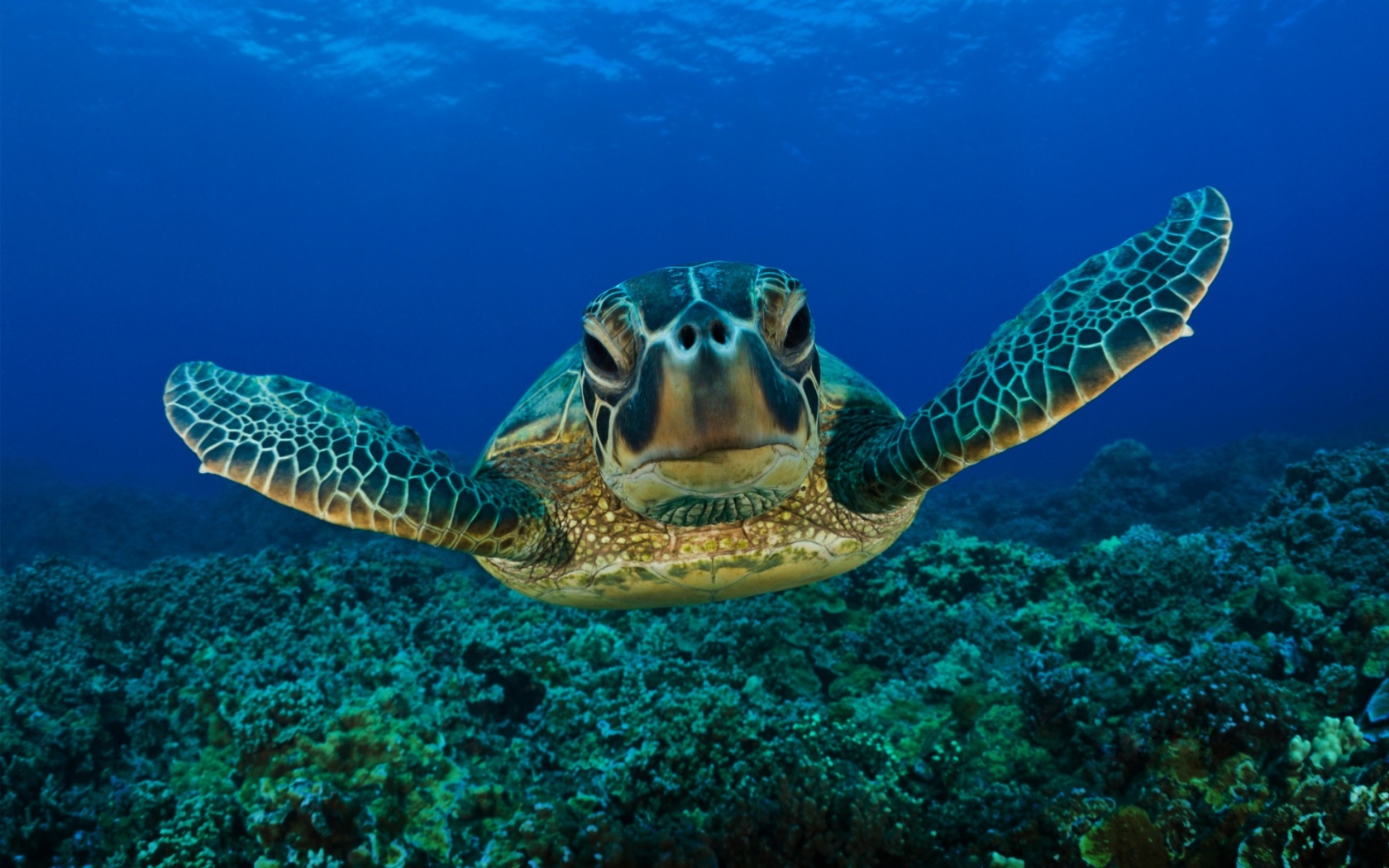 Морская черепаха обои