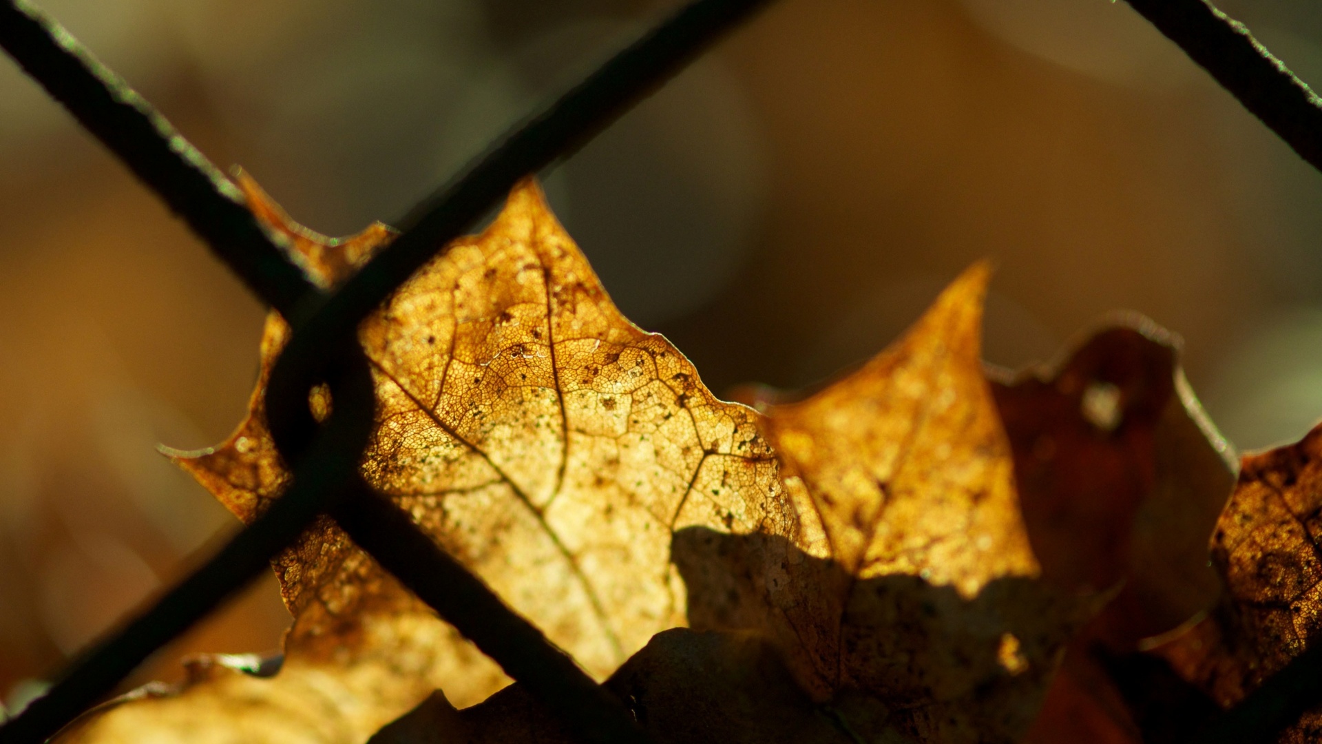 Осенний лист на забором обои