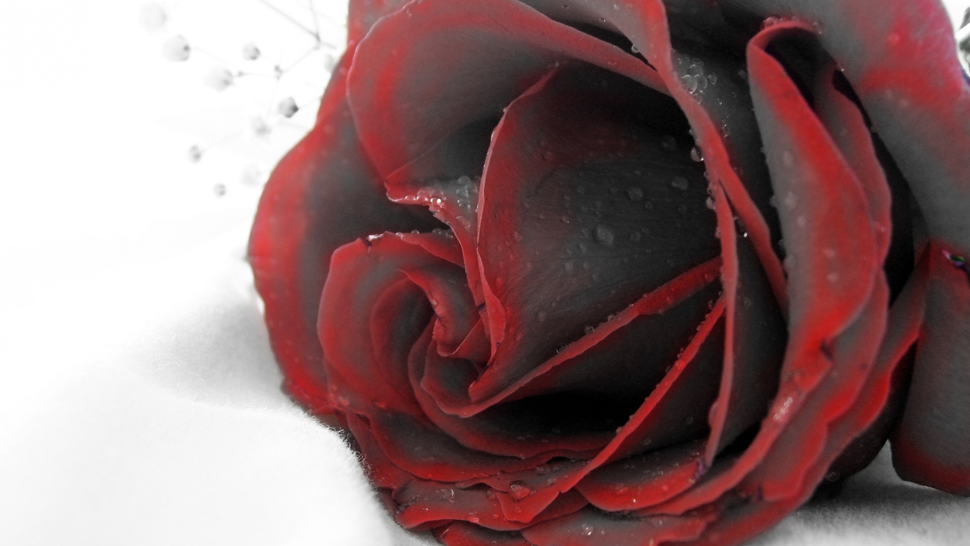 Чернеющая роза обои