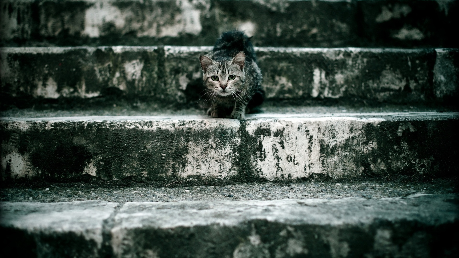Растрепанная кошка на ступеньках лестницы обои
