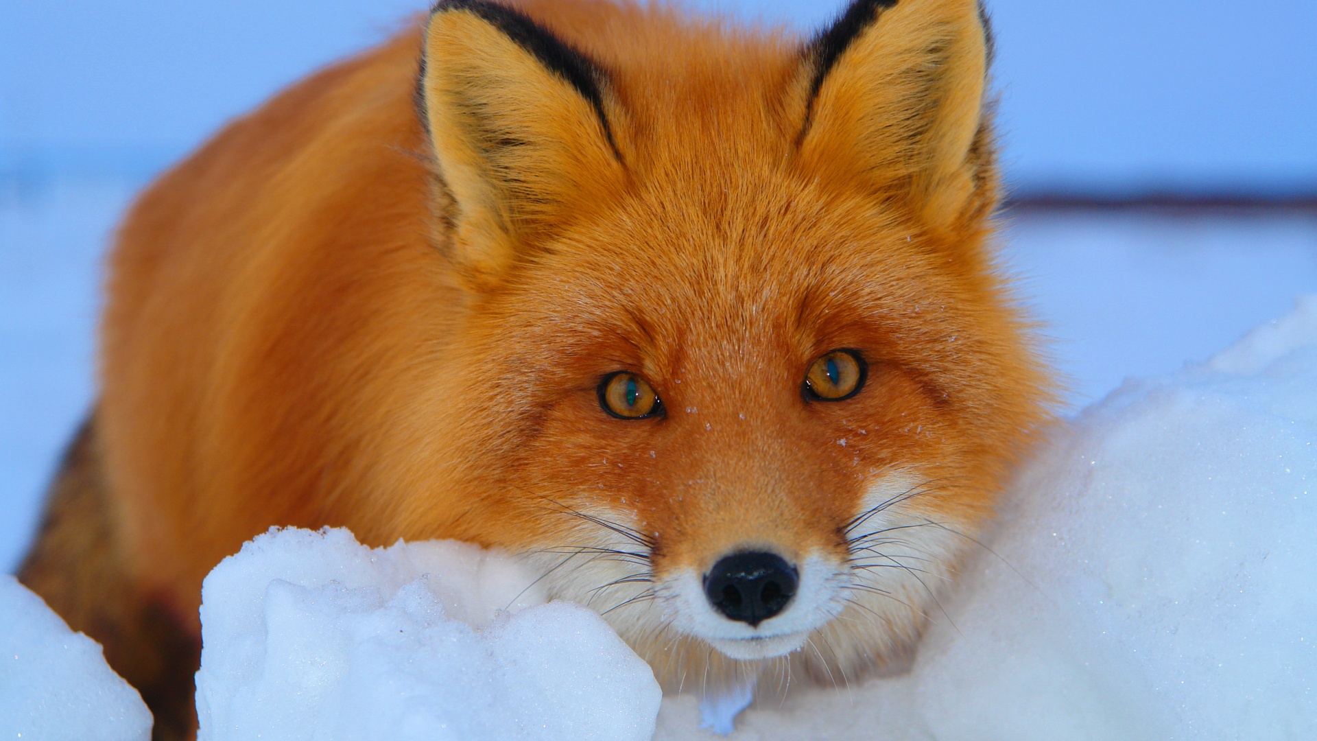 Рыжая лиса в снегу обои