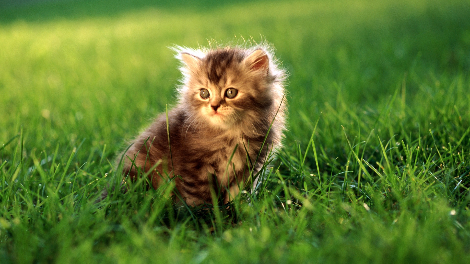 Пушистый котенок в траве обои