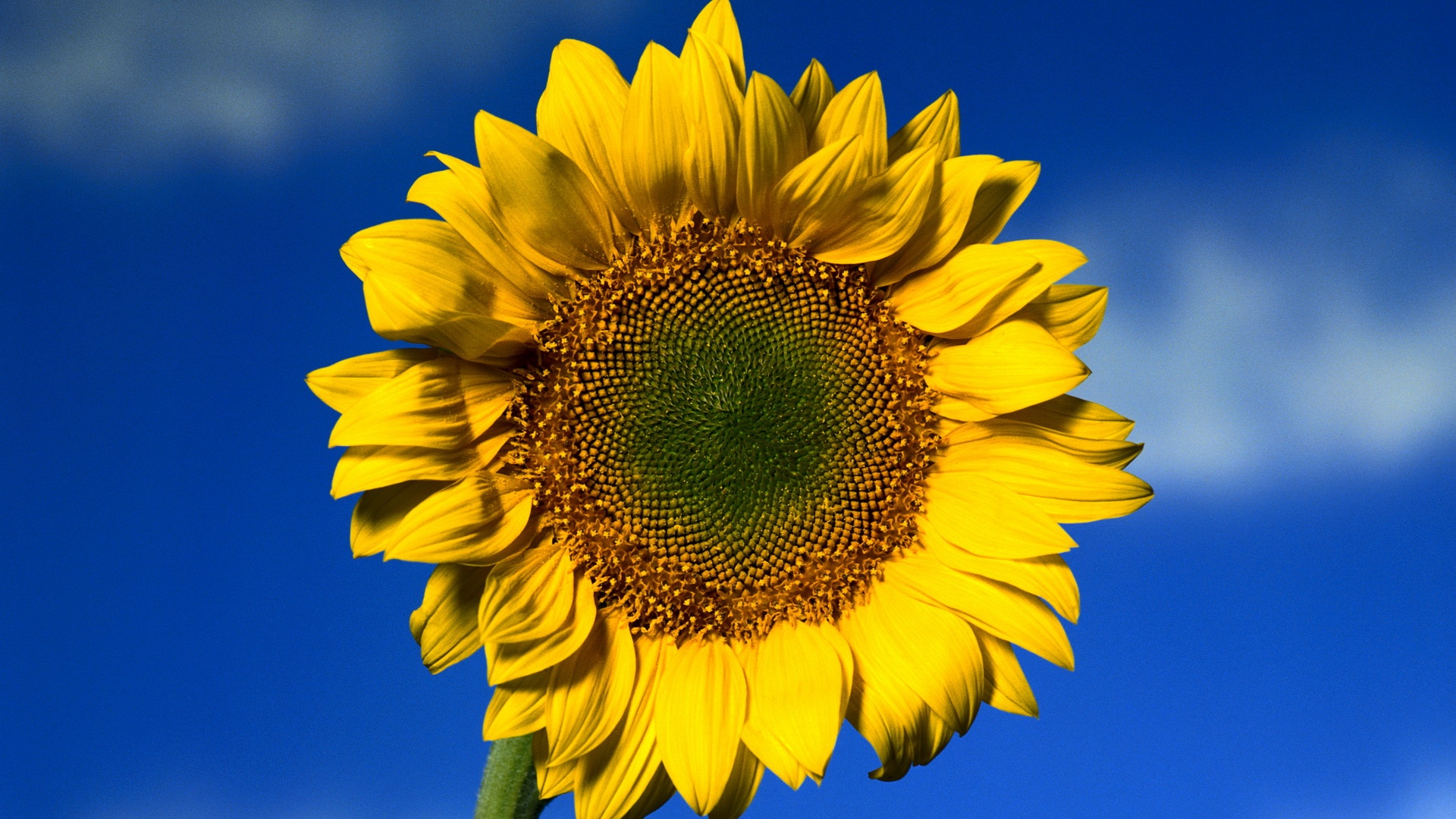 Солнечный цветок обои