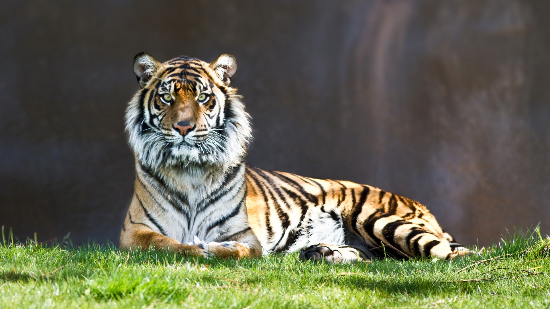 Величественный тигр обои