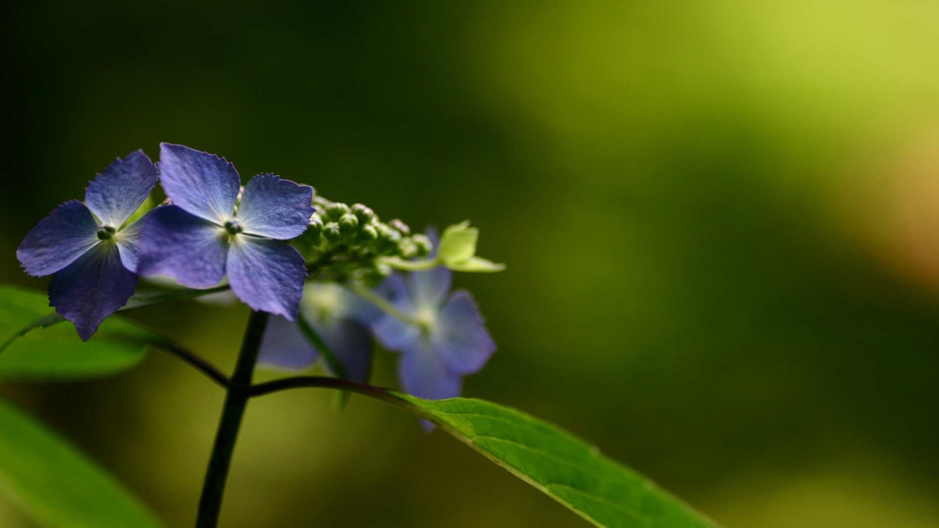 Нежно-синие цветы обои