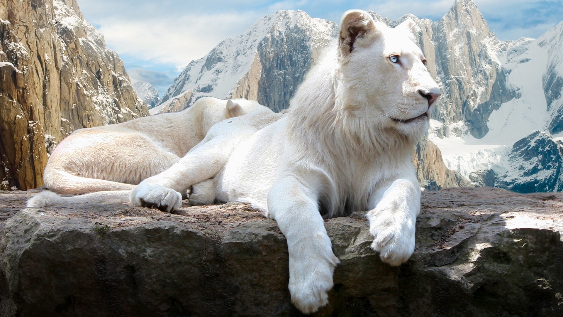 Белый лев обои