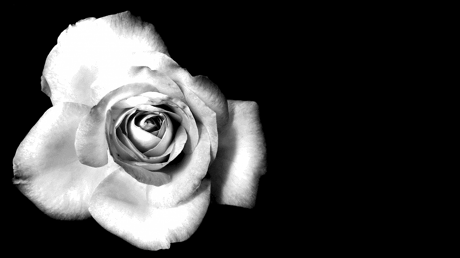 Черно-белая роза обои