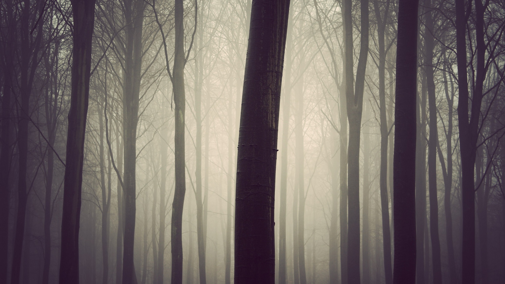 Туман в лесу обои