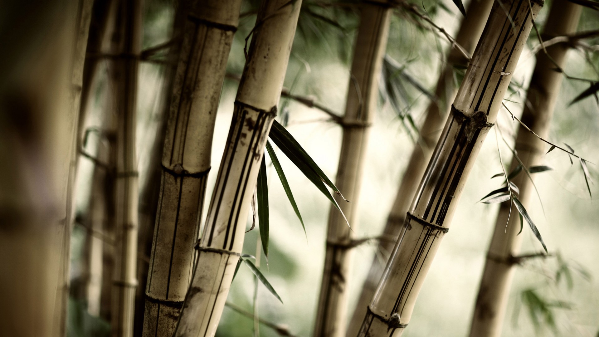 Бамбук обои