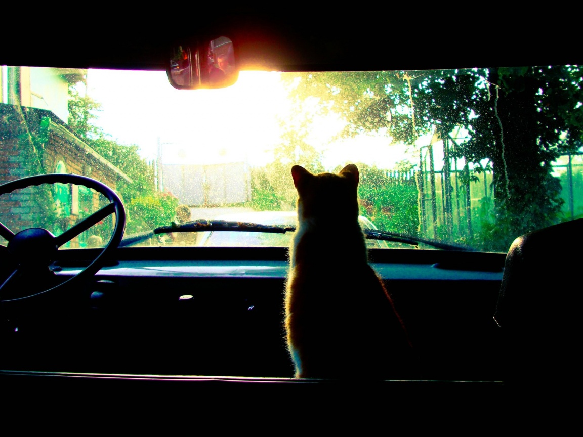 Кот навигатор обои