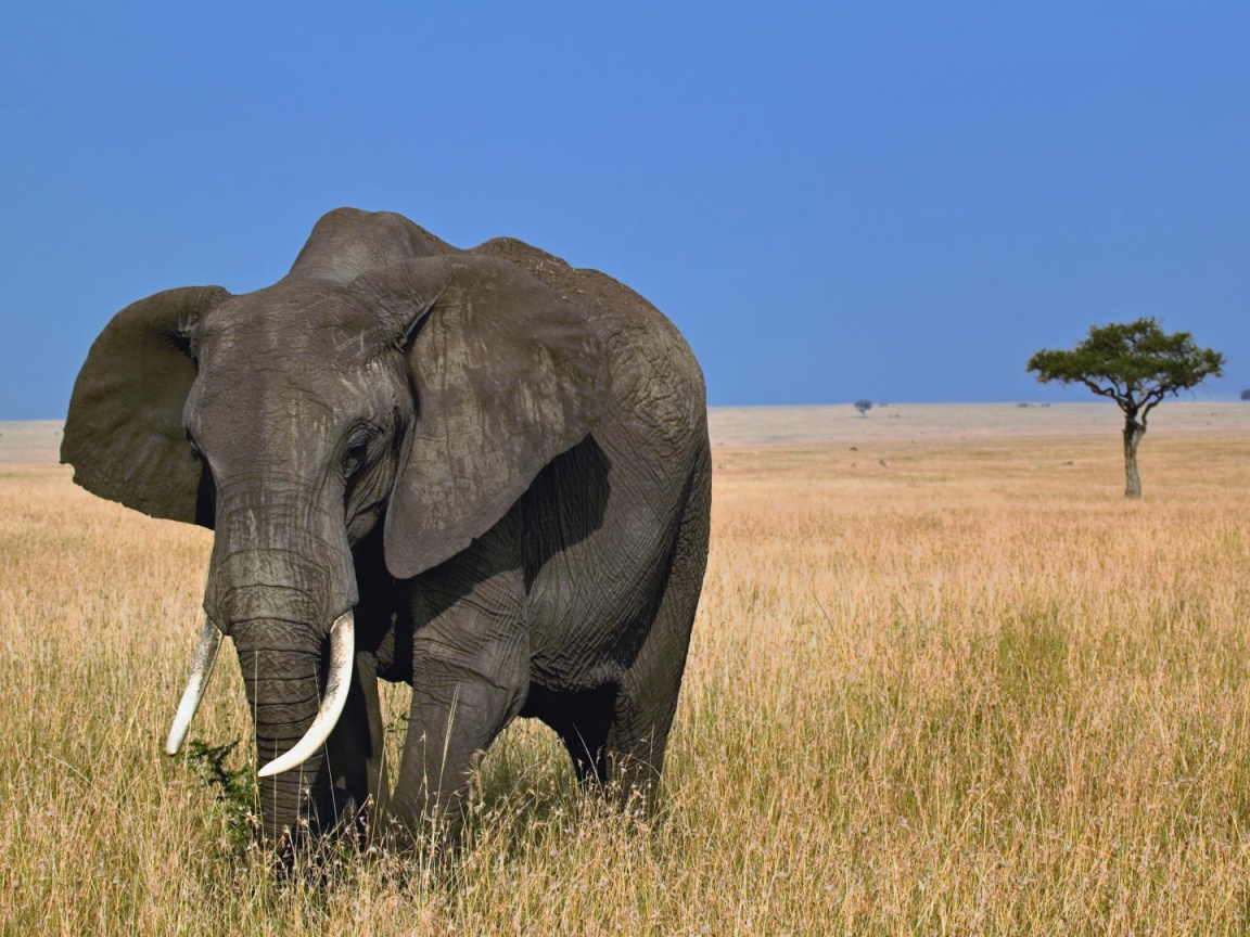 Африканский слон обои