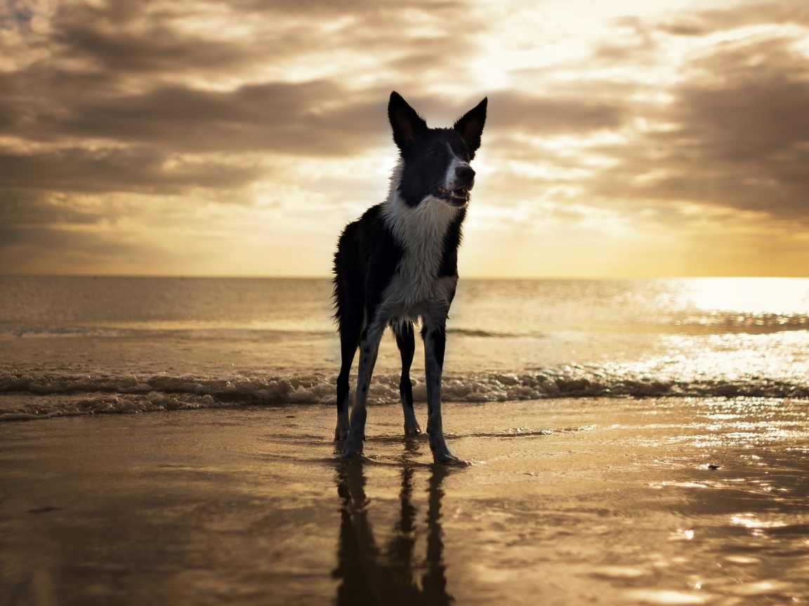 Собачка на пляже обои
