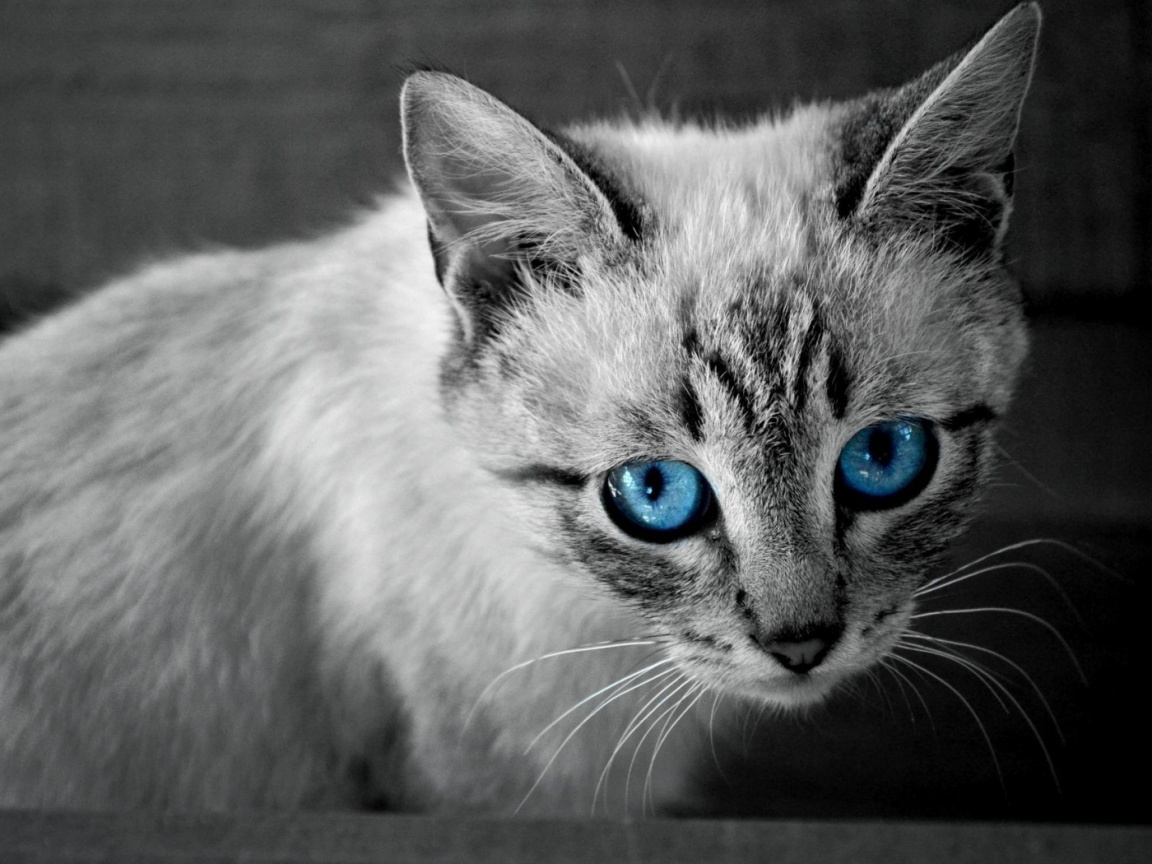 Котенок с синими глазами обои
