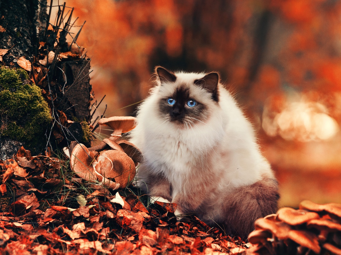 Пушистый кот среди пожелтевшей листвы обои