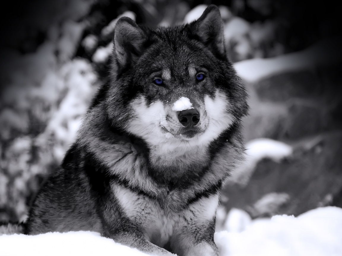Волк с синими глазами обои