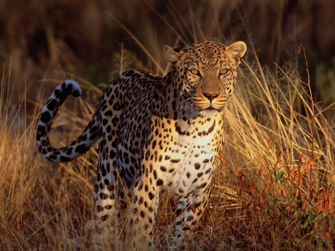 Леопард на охоте обои