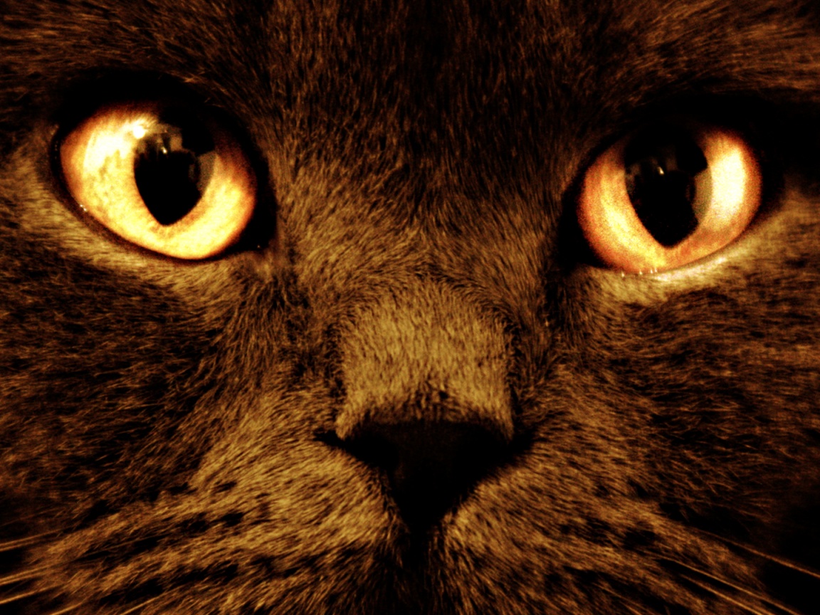 Черный кот с оранжевыми глазами обои