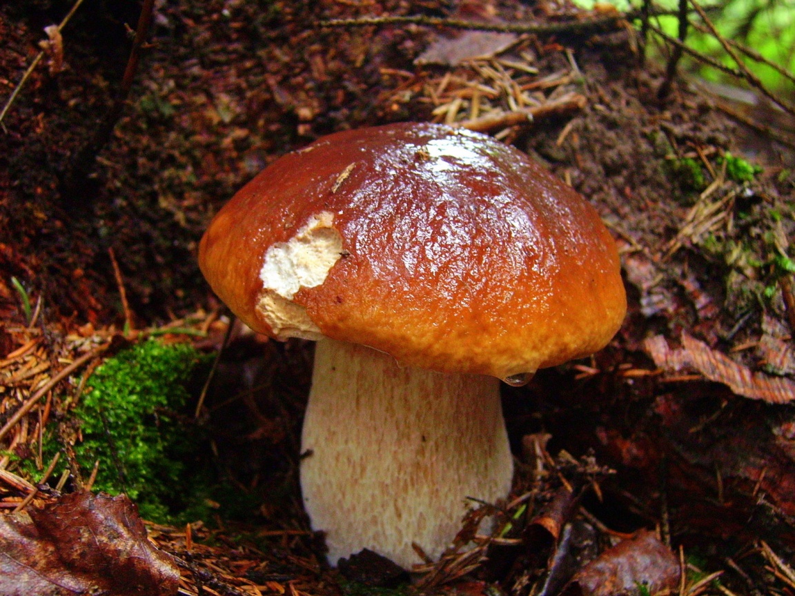 Белый гриб обои