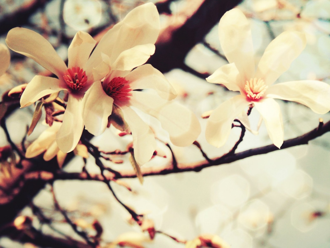 Цветы вишневого дерева обои