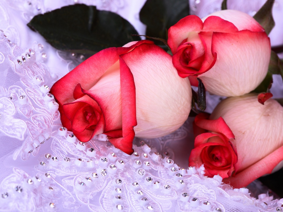 Бело-розовые розы обои