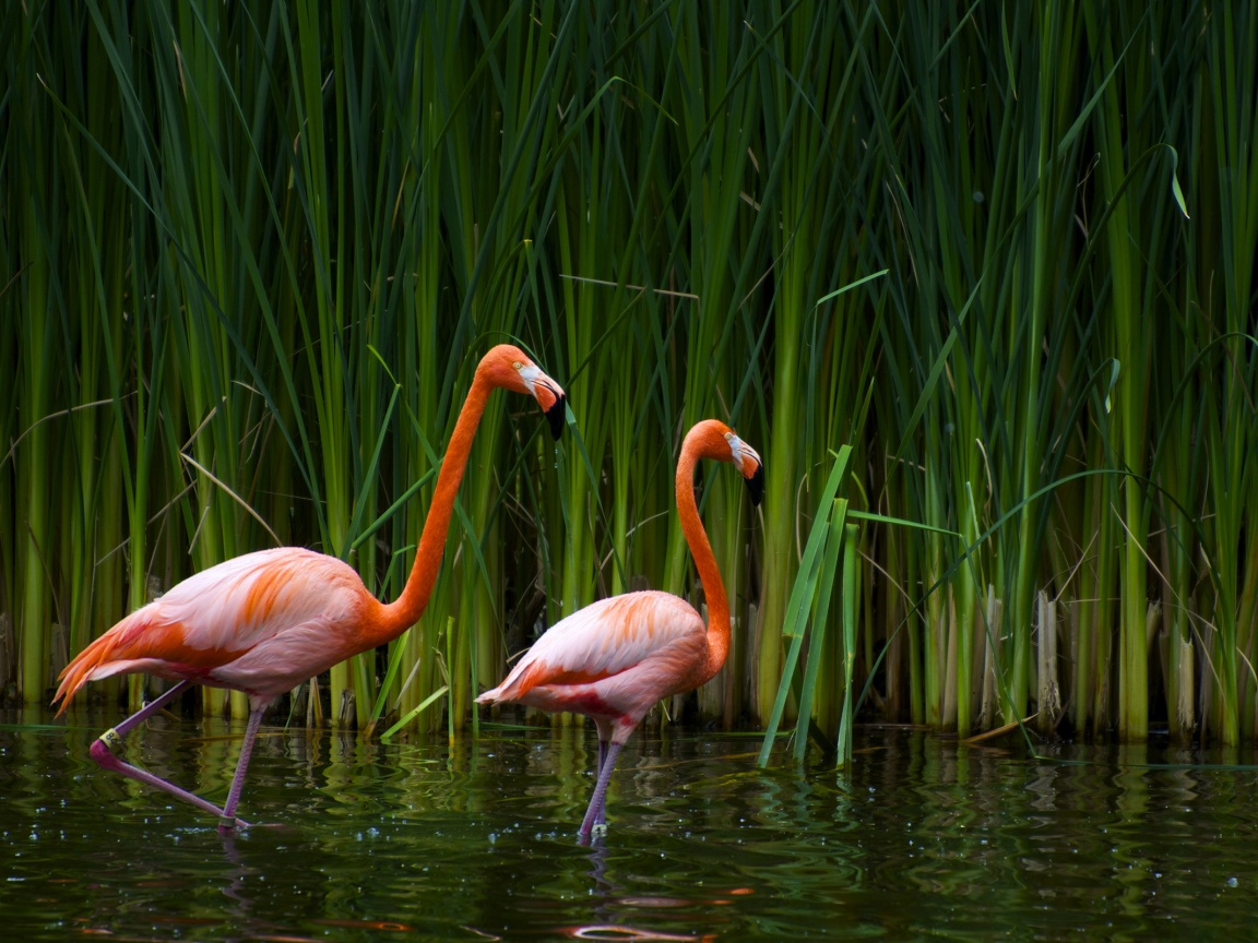 Красивые розовые фламинго на озере обои
