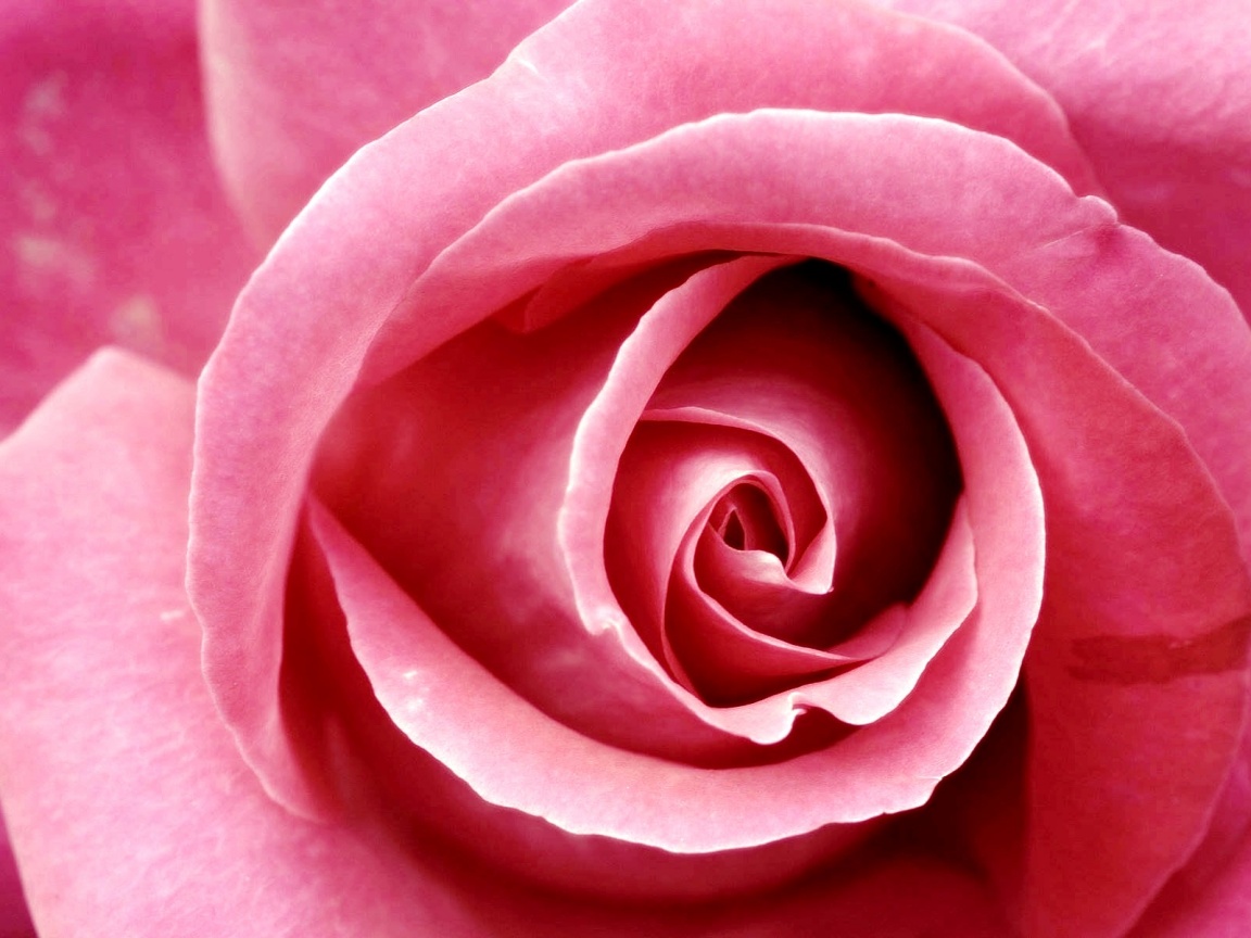 Красивая розовая роза обои