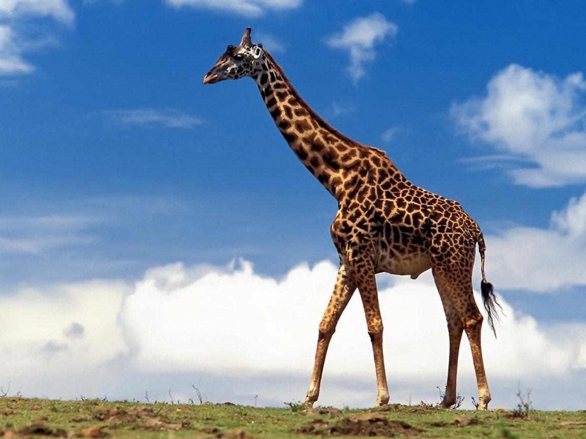 Жираф на прогулке обои
