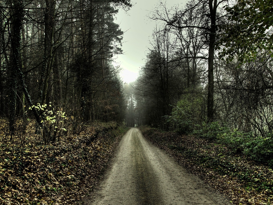 Дорога через лес обои