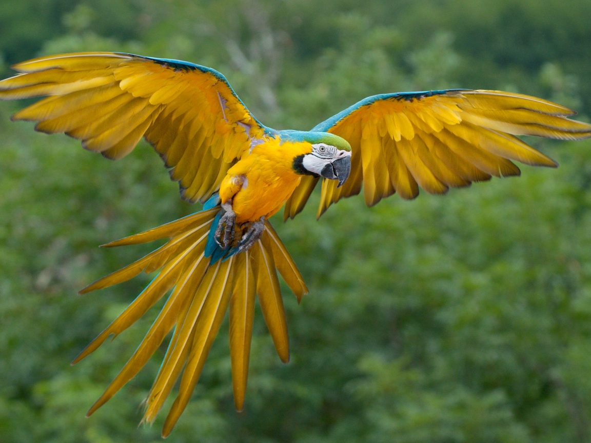 Летящий попугай обои
