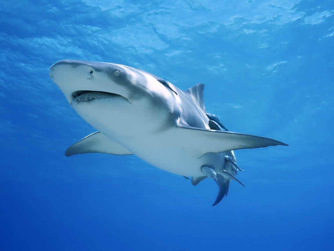 Красивая глубоководная акула обои