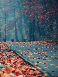 Осенняя дорога обои
