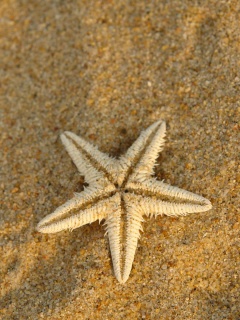 Морская звезда на песке обои