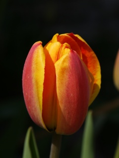 Распускающийся тюльпан обои