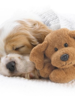 Собака спит с игрушкой обои