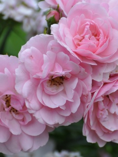 Розовые цветы обои