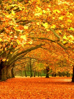 Осенний парк обои