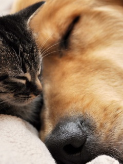 Кошка спит с собакой обои