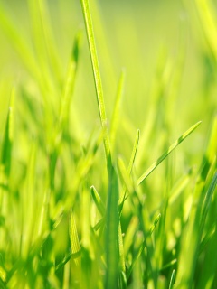 Ярко зеленая трава обои