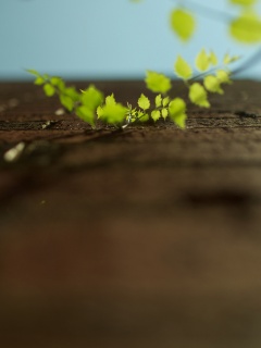 Зеленые ростки в стене обои