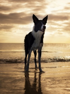 Собачка на пляже обои