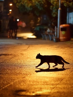 Кошка на ночной улице обои