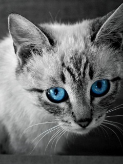 Котенок с синими глазами обои