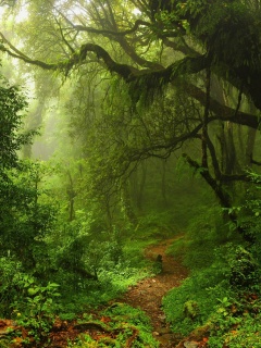 Зеленый лес обои