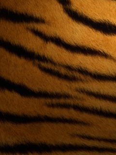 Шкура тигра обои