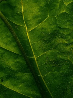 Макро зеленый лист обои