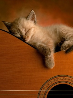 Котенок на гитаре обои