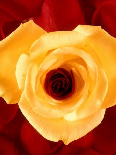 Необыкновенная роза обои