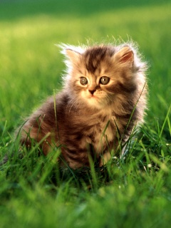 Пушистый котенок в траве обои