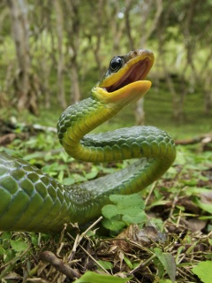 Зелёная змея обои